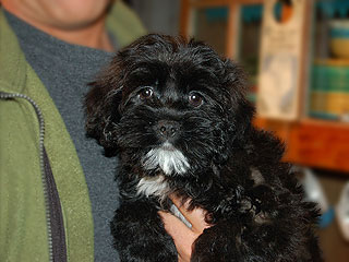 A Black-Silver -coloured
    Female  Cockapoo