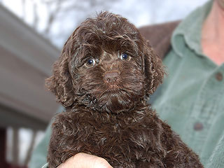 A Chocolate-coloured
   Female  Cockapoo