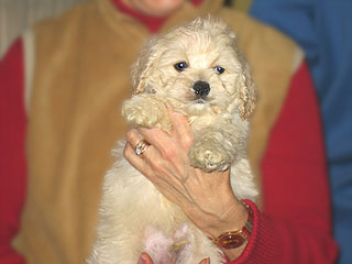 A Buff-coloured
Male  Cockapoo
