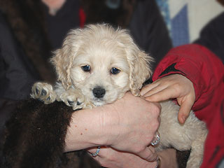 A Buff-coloured
Male  Cockapoo