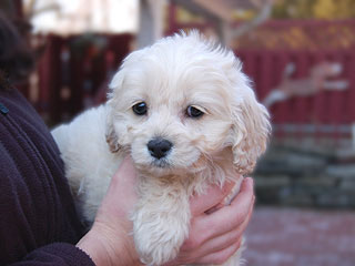 A Buff-coloured
Male  Cockapoo