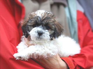 A Sable & White Parti-coloured
          Female  Cockapoo