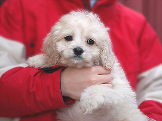   A Buff-coloured
Female  Cockapoo