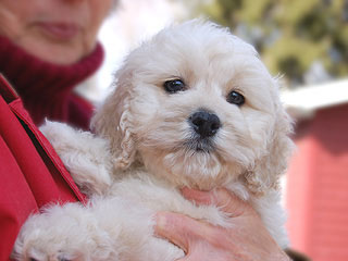 A Buff-coloured
Male  Cockapoo