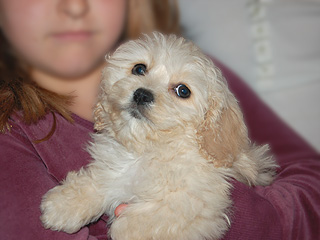   A Buff-coloured
Female  Cockapoo