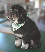        "Moose"... a
Black & Tan-coloured
     Male  Cockapoo