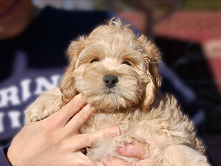   A Buff-coloured
Female  Cockapoo