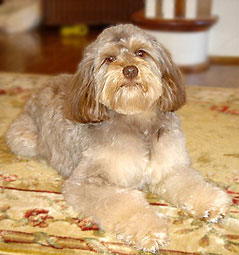 Spud