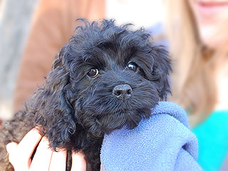  A Black-coloured
Female  Cockapoo