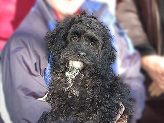  A Black-coloured
Female  Cockapoo