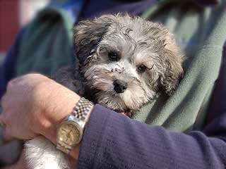 A Silver-coloured
 Male  Schnoodle
