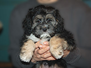 A Silver & Buff-coloured
     Female  Cockapoo