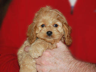  A Buff-coloured
Female  Cockapoo