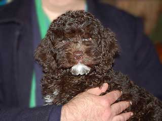 A Chocolate-coloured
     Male  Cockapoo
