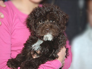 A Chocolate-coloured
     Male  Cockapoo