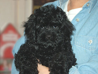 A Black-coloured
 Male  Cockapoo