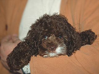 A Chocolate-coloured
     Male  Cockapoo