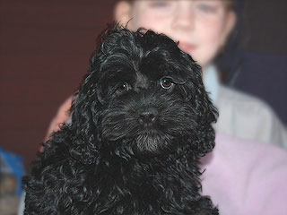  A Black-coloured
Female  Cockapoo