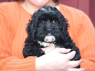  A Black-coloured
Female  Cockapoo