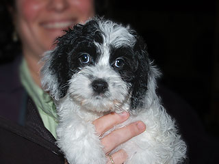 A Black & White Parti-coloured
           Male  Cockapoo