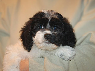 A Black & White Parti-coloured
          Female  Cockapoo