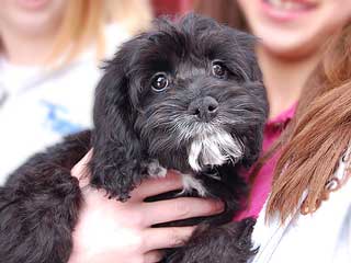  A Black-coloured
Female  Cockapoo