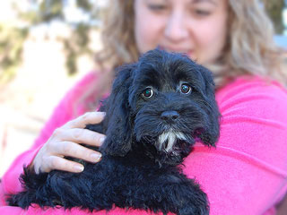 A Black-coloured
 Male  Cockapoo