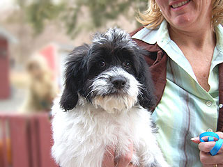 A Black & White Parti-coloured
            Male  Cockapoo