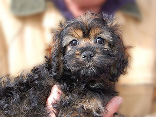  A Sable-coloured
Female  Cockapoo