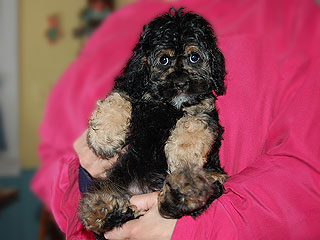 A Black & Tan-coloured
    Female  Cockapoo