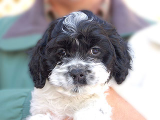 A Black & White Parti-coloured
            Male  Cockapoo
