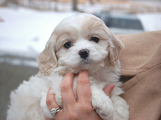 A Buff & White Parti-coloured
         Female  Cockapoo