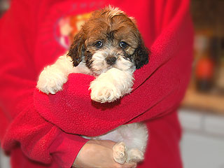 A Sable & White Parti-coloured
           Male  Cockapoo