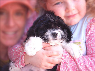 A Black & White Parti-coloured
           Male  Cockapoo