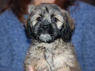 A Sable-coloured
 Male  Cockapoo