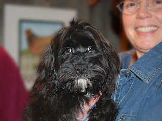A Black/Sable-coloured
       Male  Cockapoo