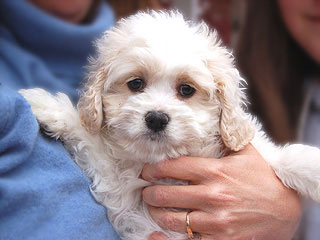 A Buff & White Parti-coloured
         Female  Cockapoo