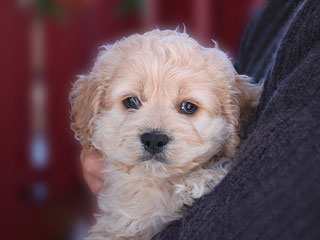 A Buff-coloured
Male  Cockapoo