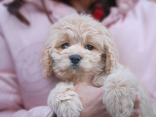   A Buff-coloured
Female  Cockapoo