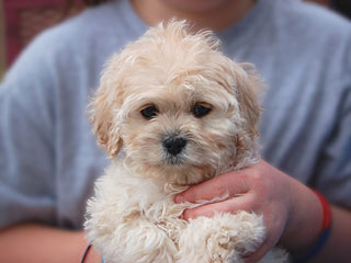   A Buff-coloured
Female  Cockapoo