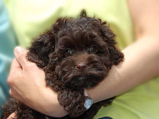 A Chocolate-coloured
 Female  Cockapoo