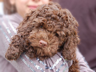 A Chocolate-coloured
 Female  Cockapoo