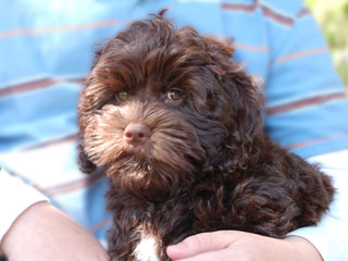 A Chocolate-coloured
   Male  Cockapoo