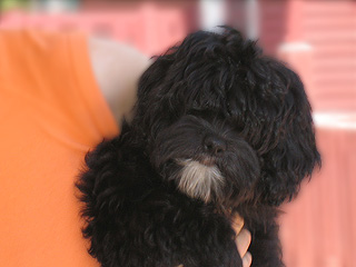 A Black-coloured
     Female  Cockapoo