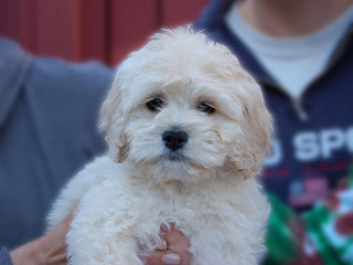A Buff-coloured
    Female  Cockapoo