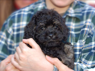 A Black & Tan-coloured
      Male  Cockapoo