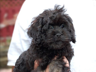 A Black & Silver-coloured
 Female  Cockapoo