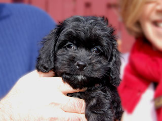    A Black-coloured
Female  Cockapoo