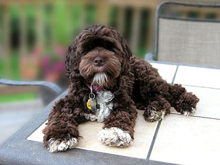 Chocolate-coloured
 Adult Cockapoo