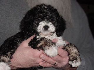 A Black &Tan & White-coloured
              Female  Cockapoo